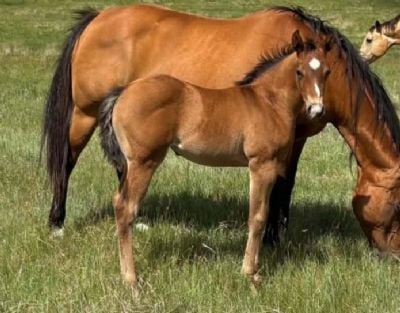 Paddys Gin Guns JW<BR>AQHA 6494219